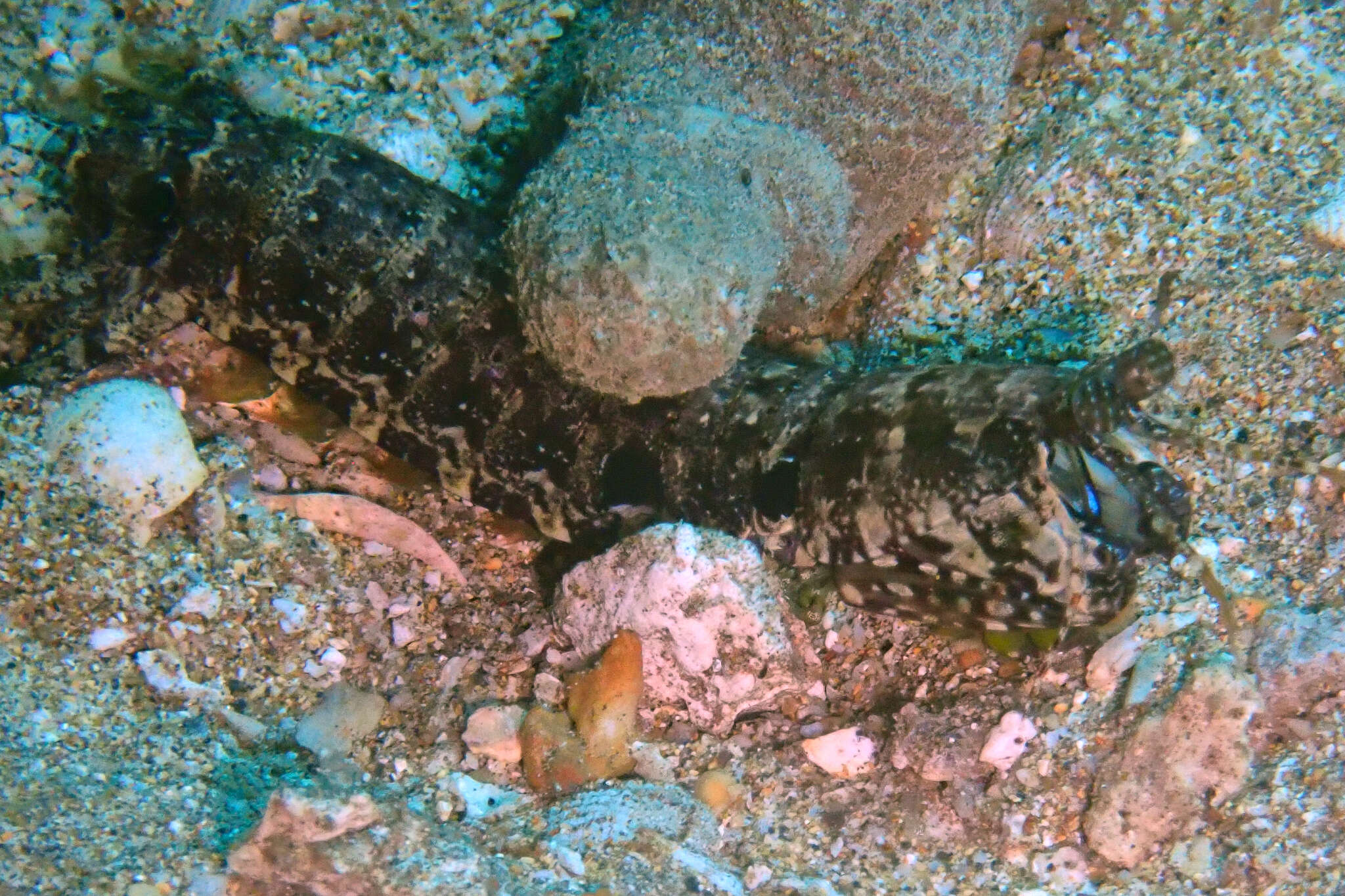 Image of Pseudosquilla ciliata