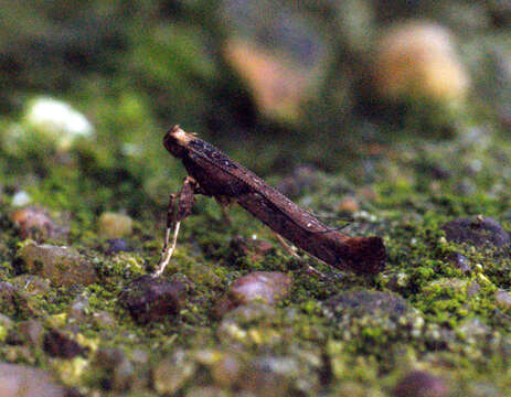 Image of Caloptilia semifascia (Haworth 1828)