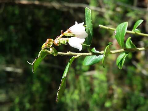 Image of lingonberry