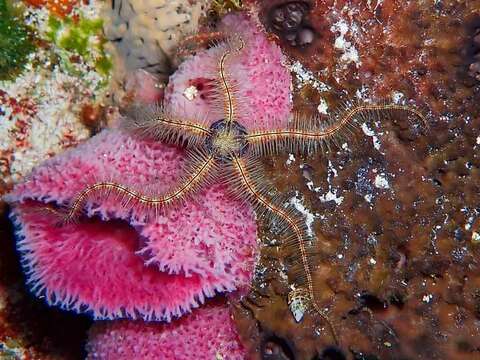 Image of Sponge brittle star