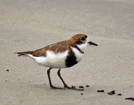 Слика од Charadrius falklandicus Latham 1790