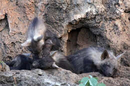 Image of Brown Hyena -- Brown Hyaena