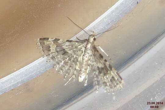 Image of twenty-plume moth