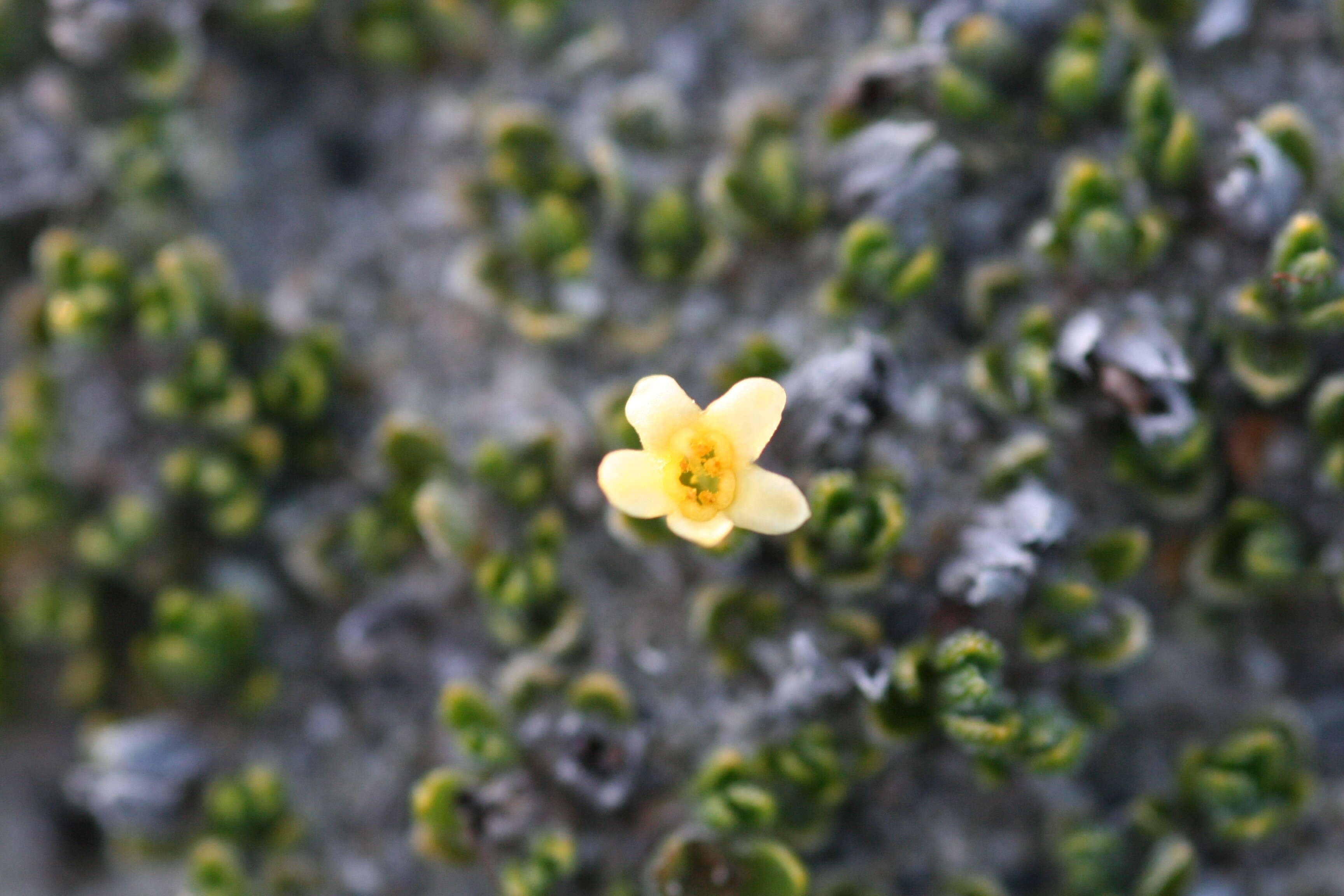 Imagem de Myosotis uniflora Hook. fil.