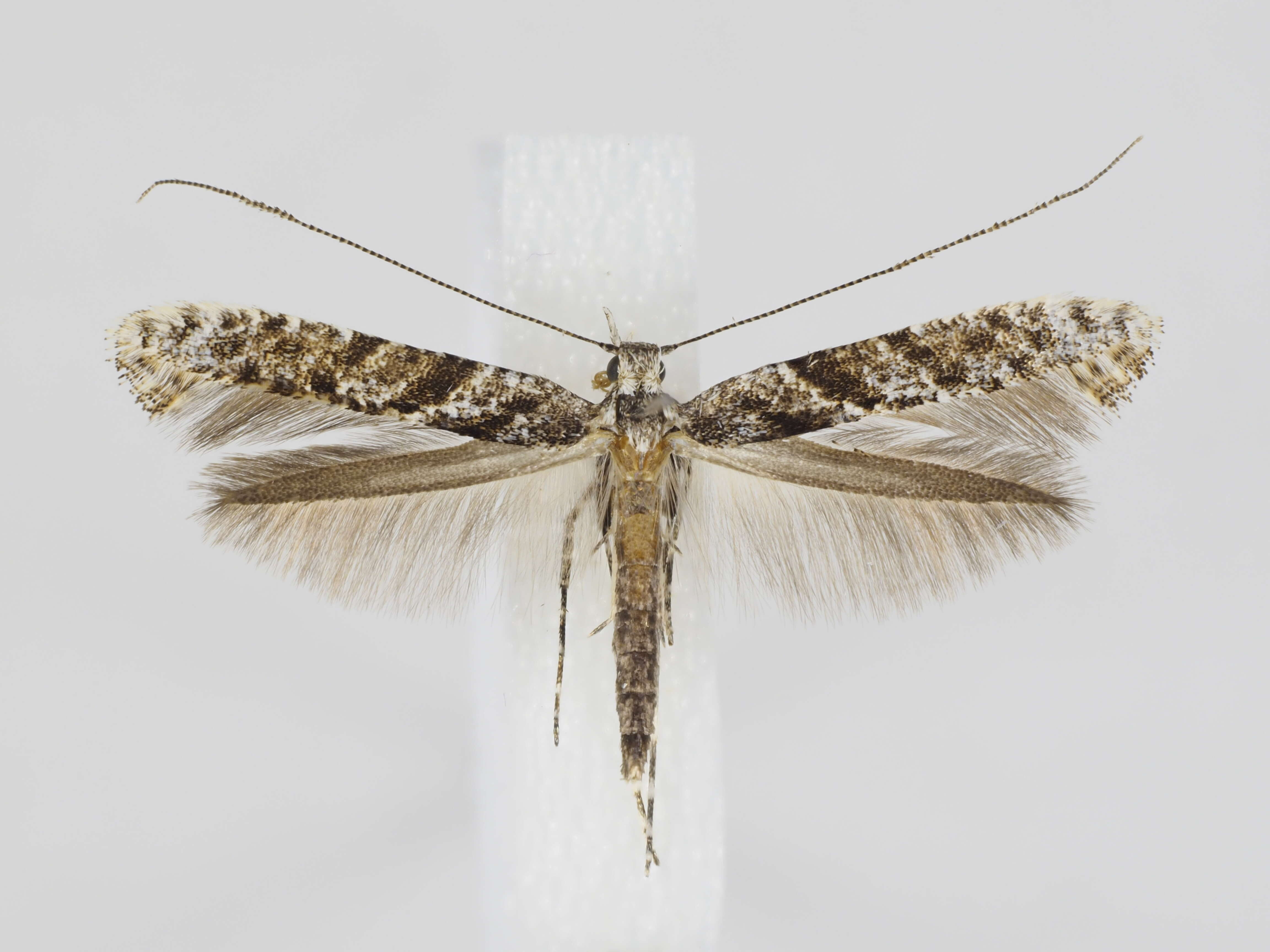 Image of Caloptilia cuculipennella (Hübner 1796)