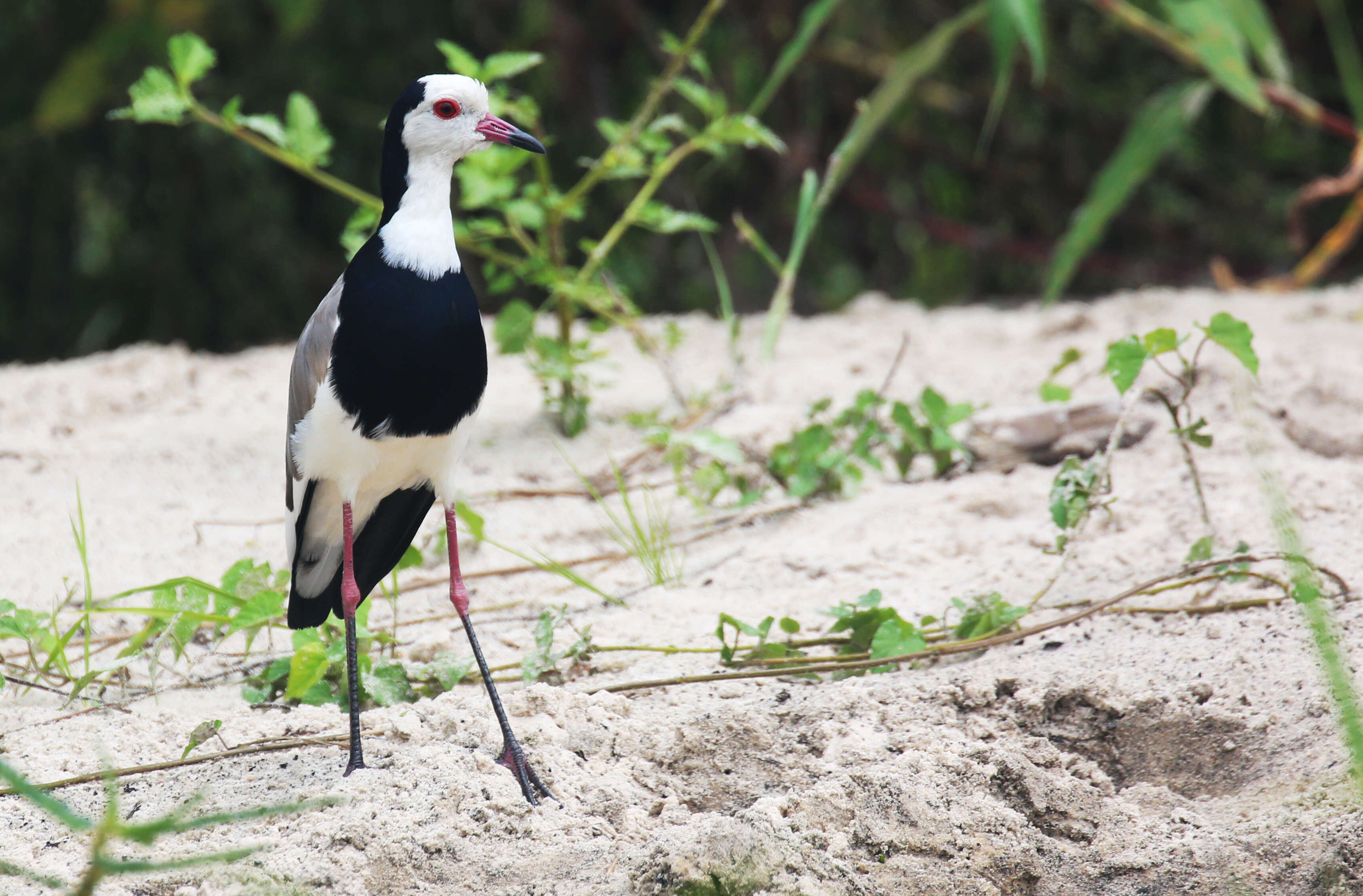 Image of Long-toed Lapwing