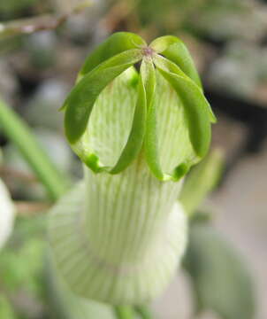 Image de Ceropegia ampliata E. Mey.