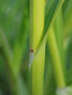 Image of Scirpus radicans Schkuhr