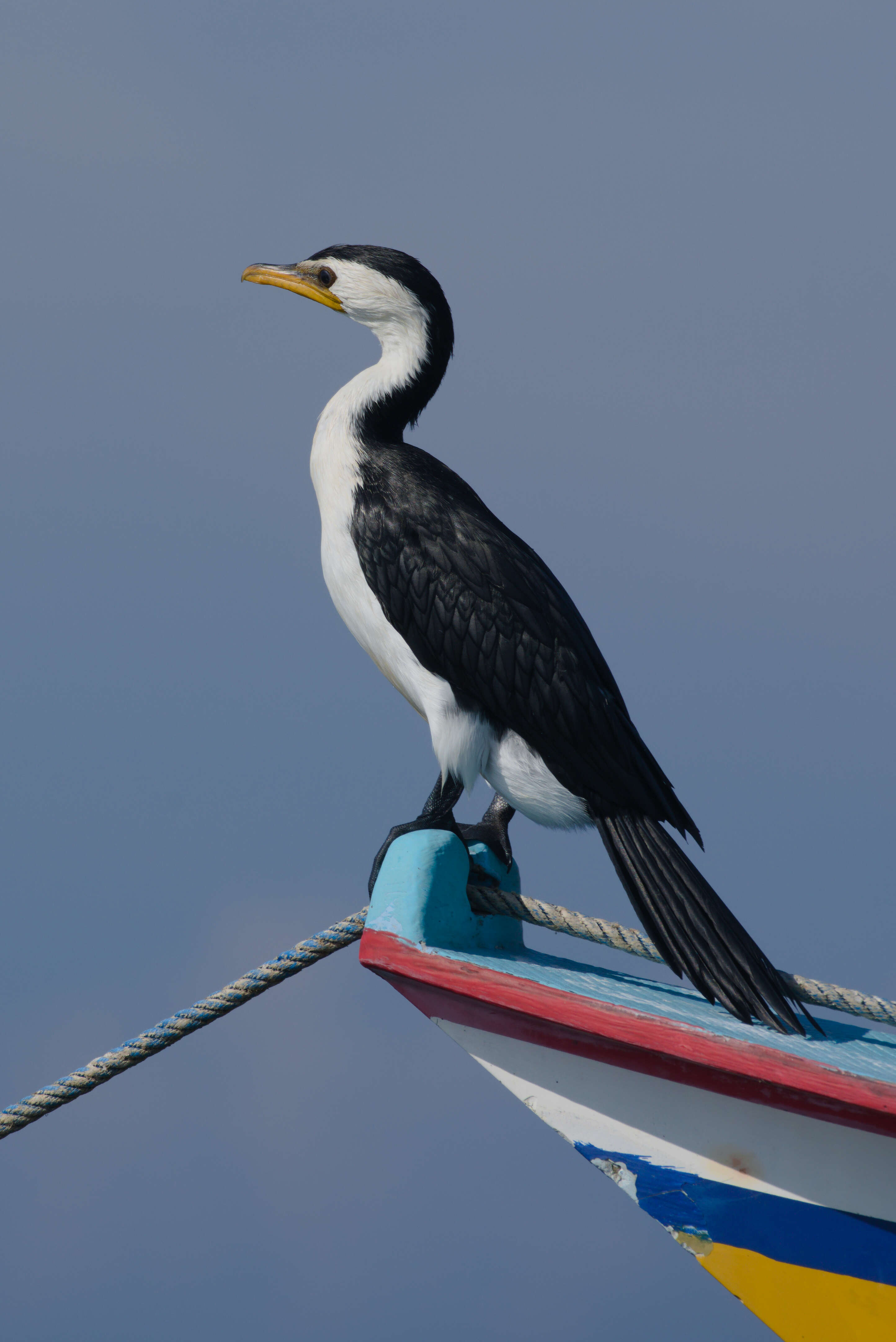 Image of Little Pied Cormorant