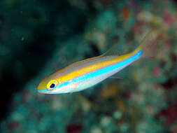 Image of Big-eyed whiptail