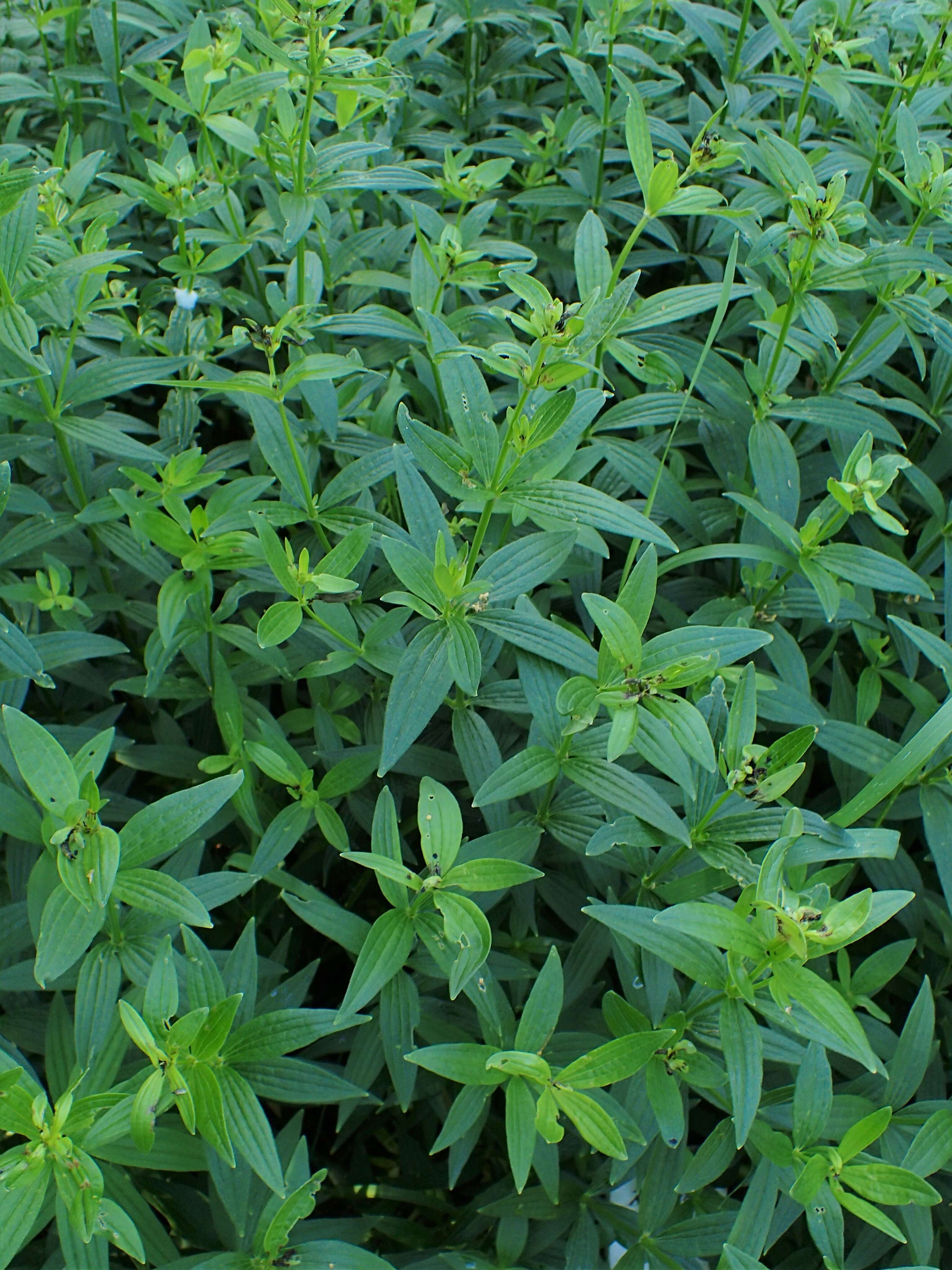 Image of European bedstraw