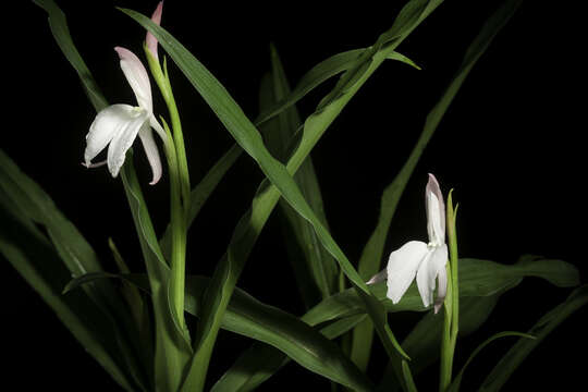 Image of Roscoea schneideriana (Loes.) Cowley