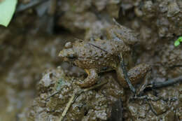 Image of Occidozyga magnapustulosa (Taylor & Elbel 1958)