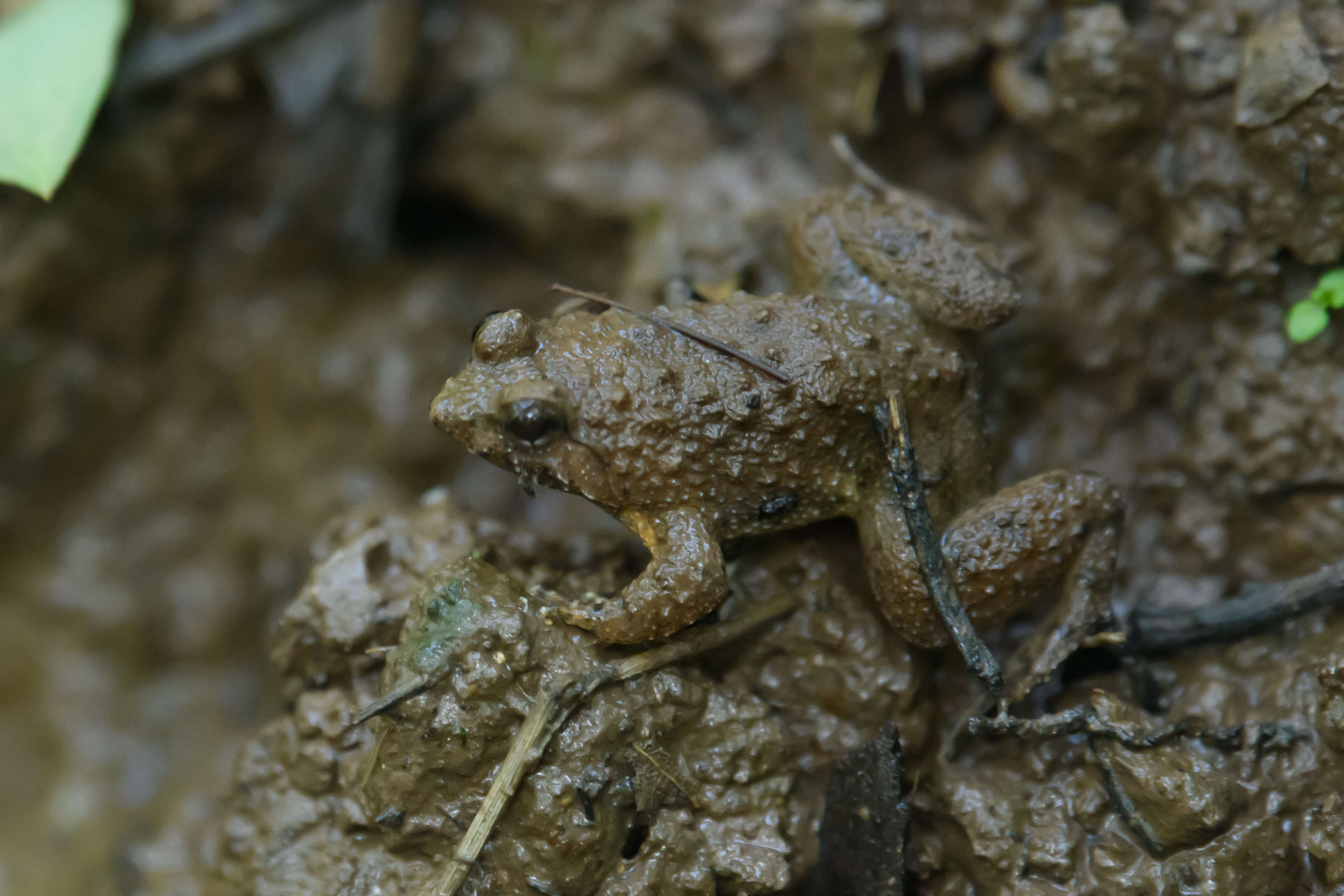 Image of Occidozyga magnapustulosa (Taylor & Elbel 1958)