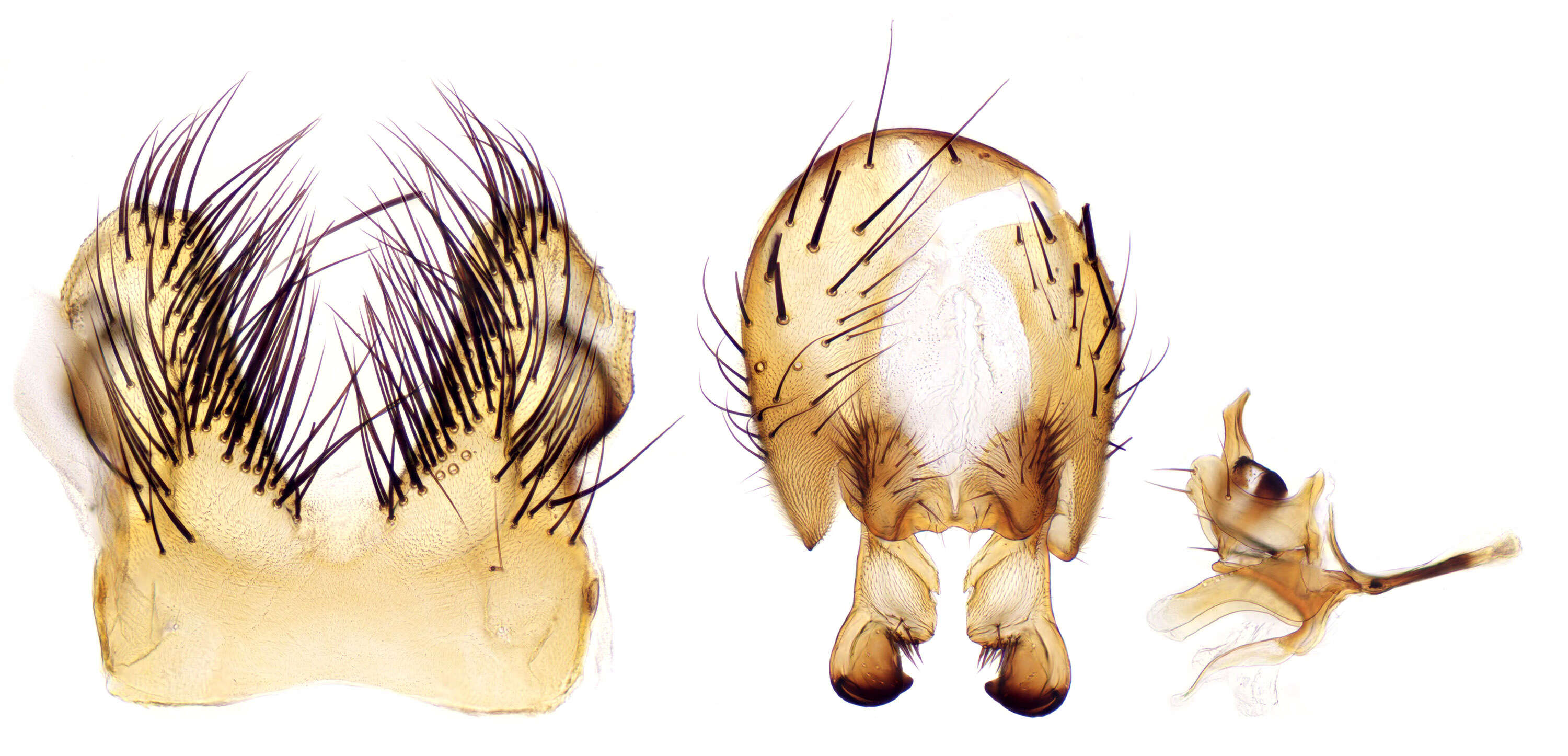 Image of root-maggot flies