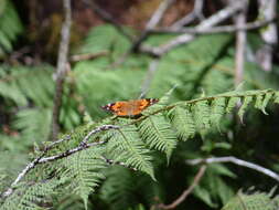 Image of Vanessa tameamea