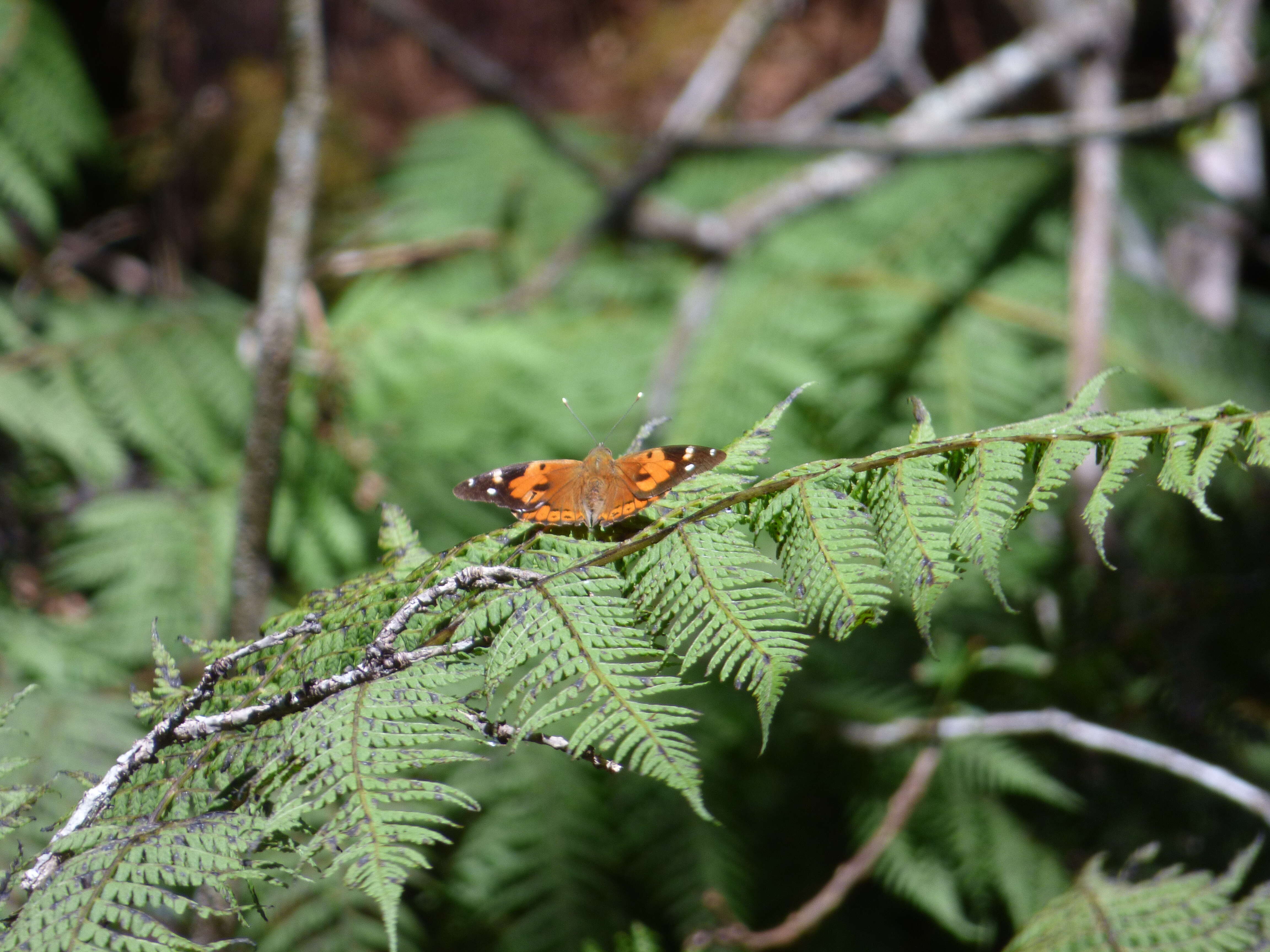 Image of Vanessa tameamea