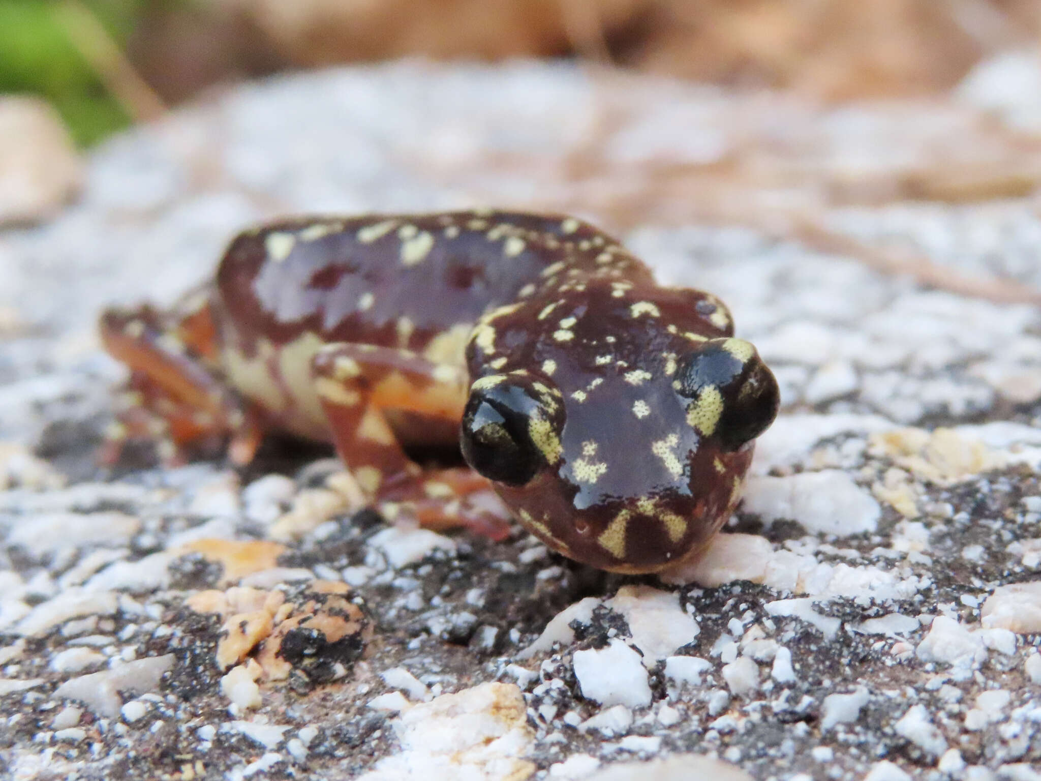 Image of Lycian salamander