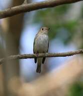 Image of Asian Brown Flycatcher