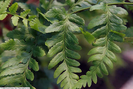 Image de Dryopteris celsa (W. Palmer) Knowlton