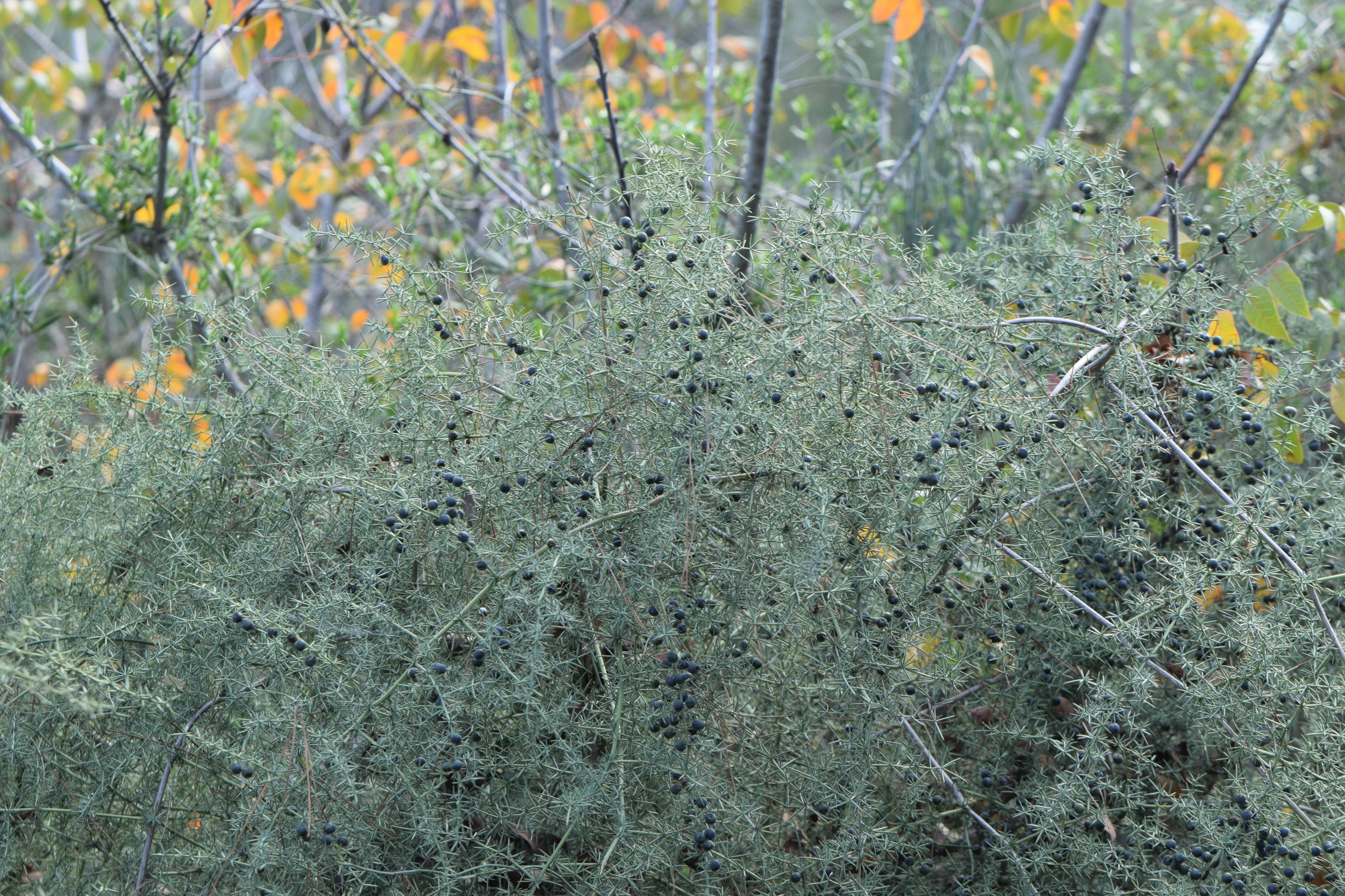 Image of Asparagus aphyllus L.