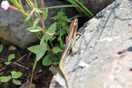 Image of Derjugin's lizard