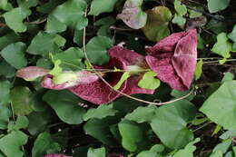 صورة Aristolochia elegans Mast.