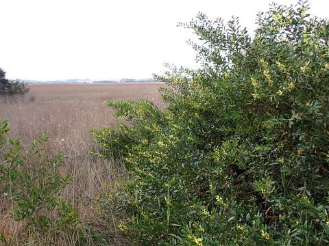 Imagem de Acacia longifolia (Andrews) Willd.