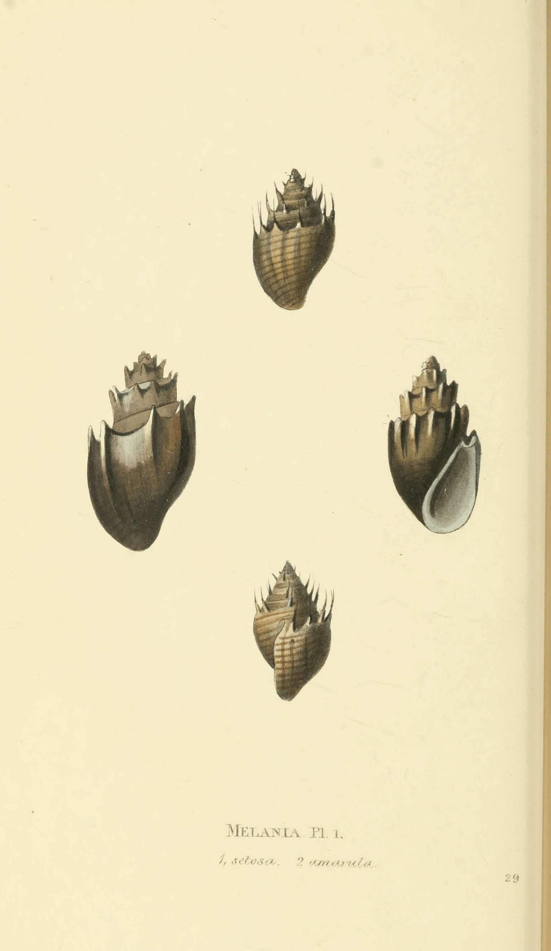 Image of Thiara amarula (Linnaeus 1758)