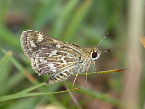 Image of Grey-veined Grass Dart