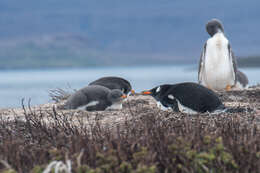 Image of Gentoo Penguin