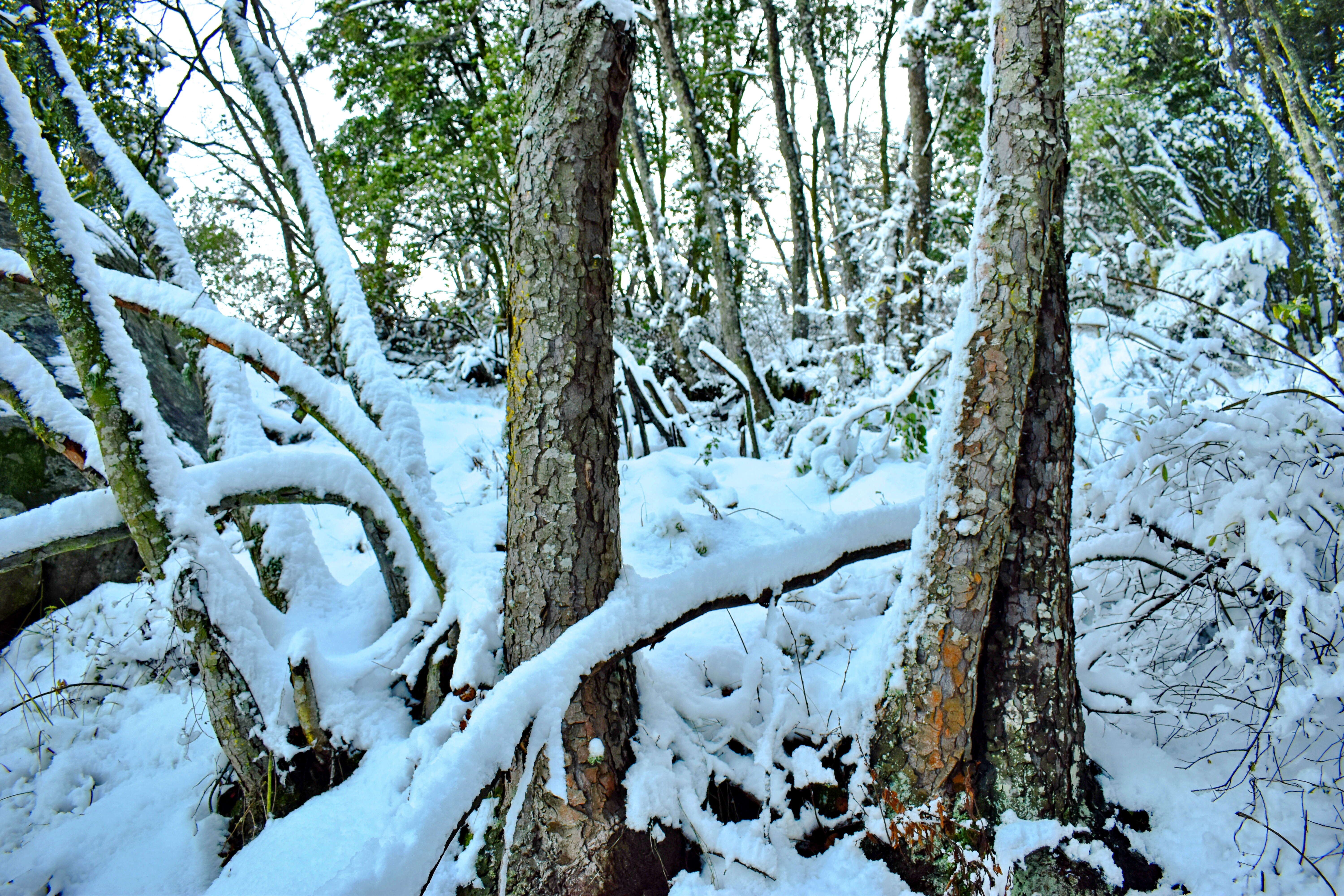 Imagem de Nothofagus macrocarpa (A. DC.) F. M. Vázquez & R. A. Rodr.