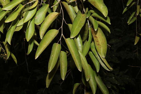 Image of Hypserpa laurina (F. Müll.) Diels