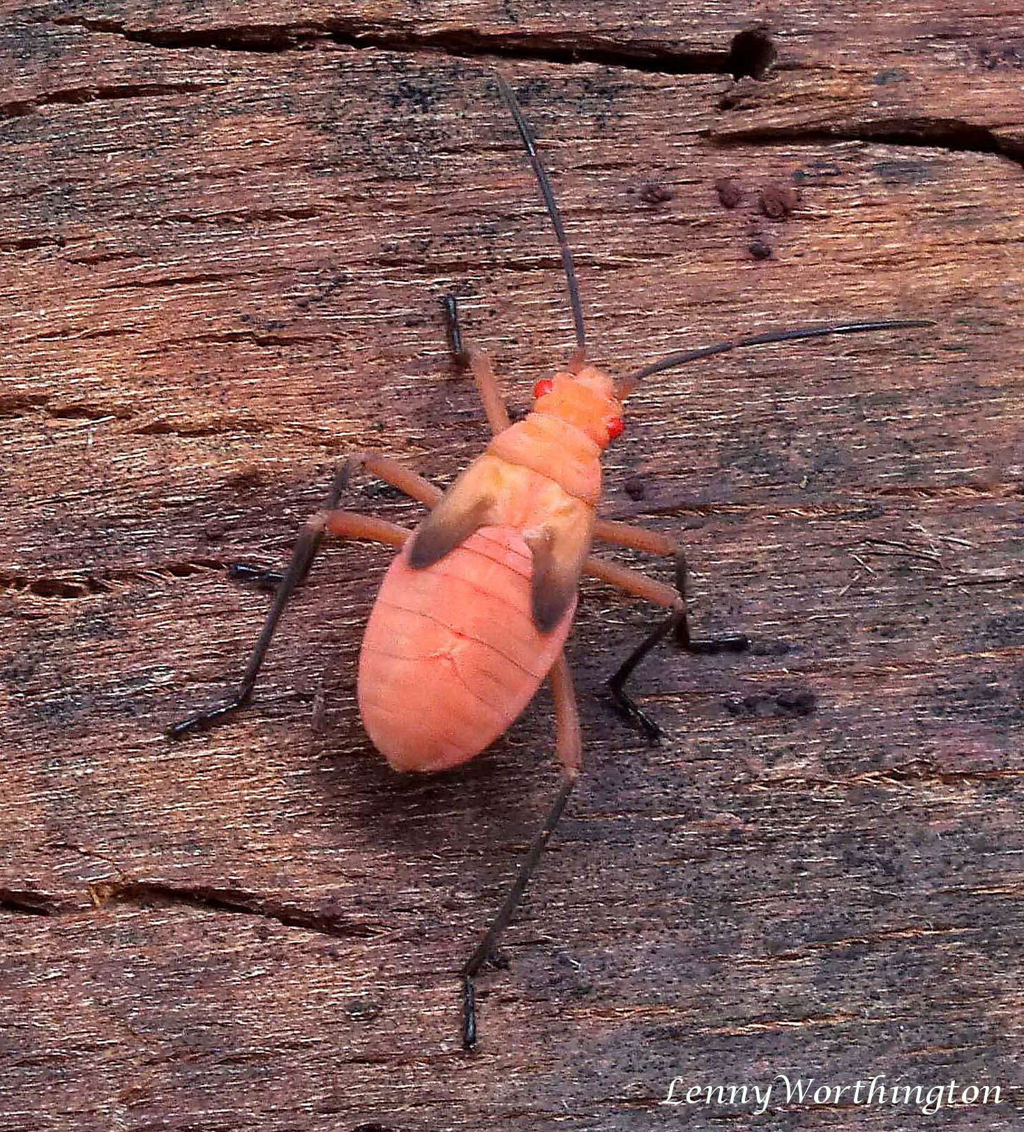 Leptocoris resmi