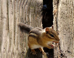 Image of squirrels, dormice, and relatives