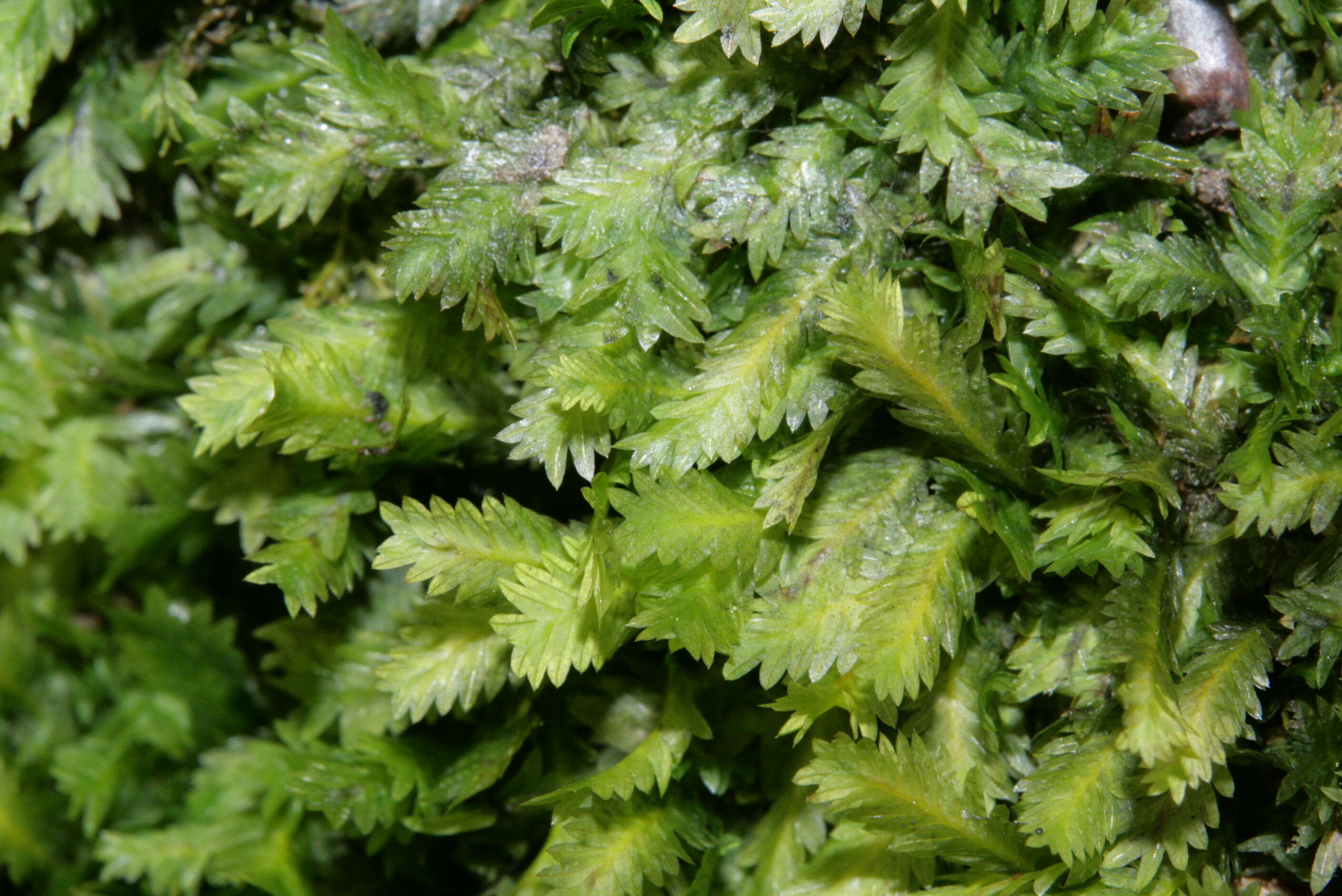 Image of fissidens moss