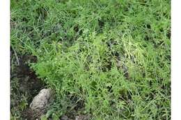 Image of Mexican bedstraw