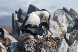 Image of Kerguelen Shag