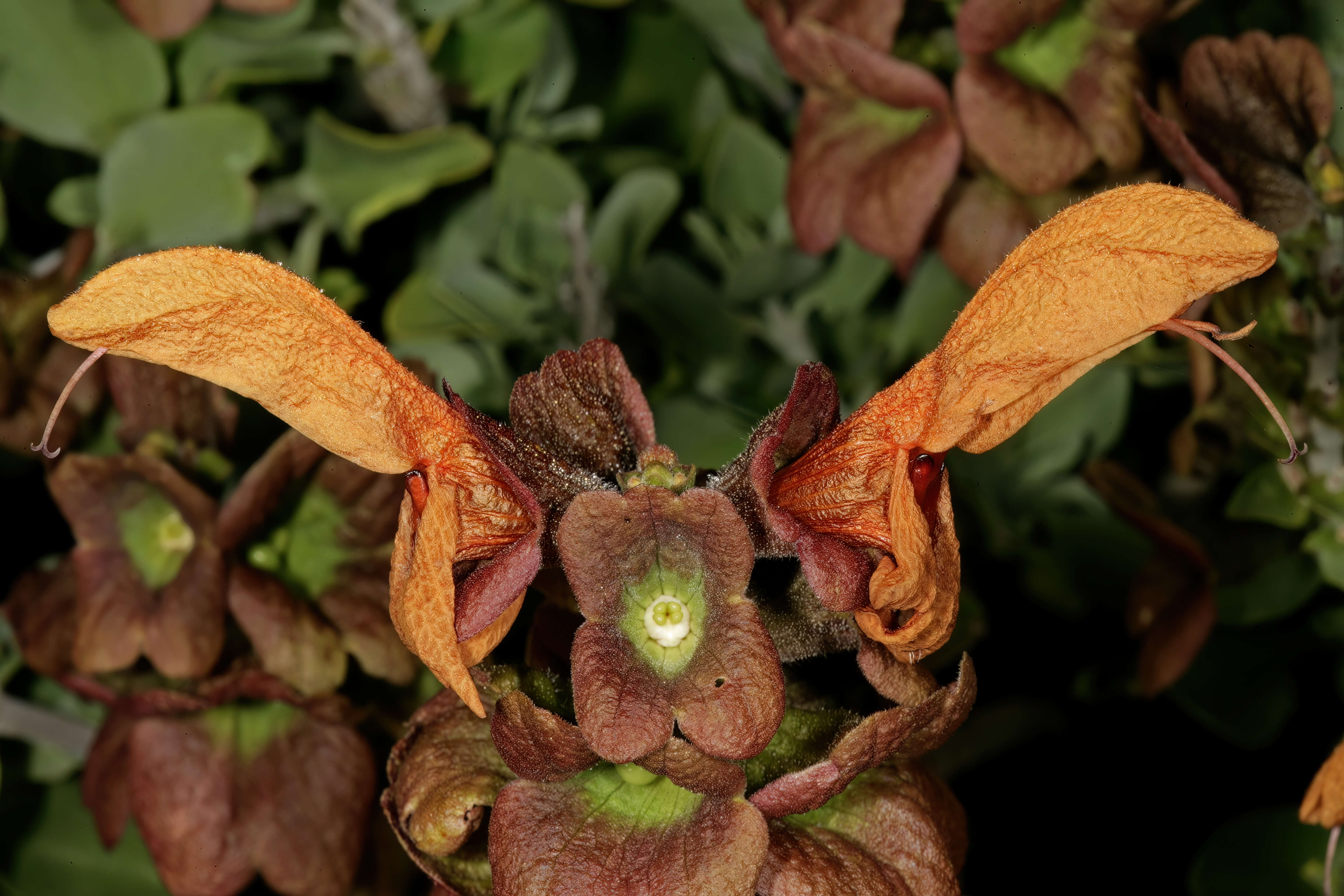 Salvia aurea L. resmi