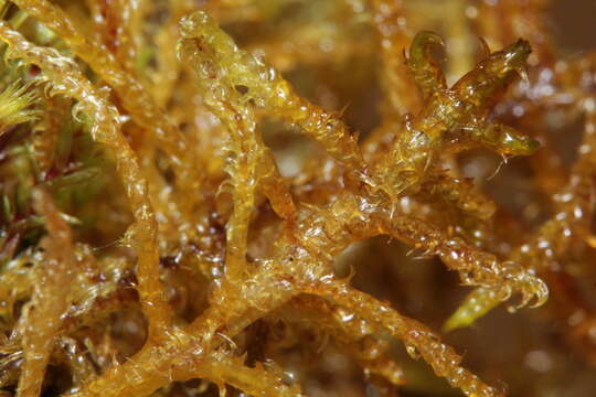 Image of hamatocaulis moss