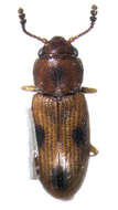 Image of Cathartocryptus