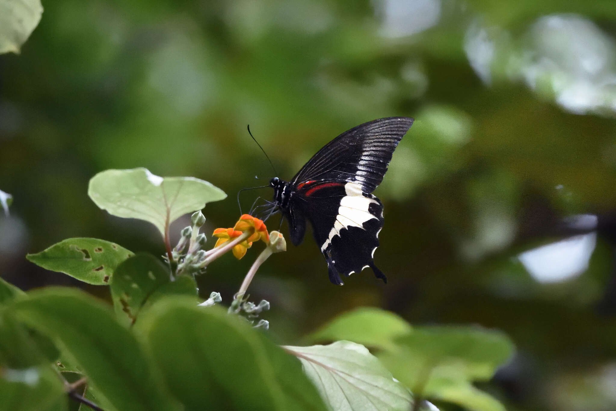 صورة Papilio diophantus Grose-Smith 1882