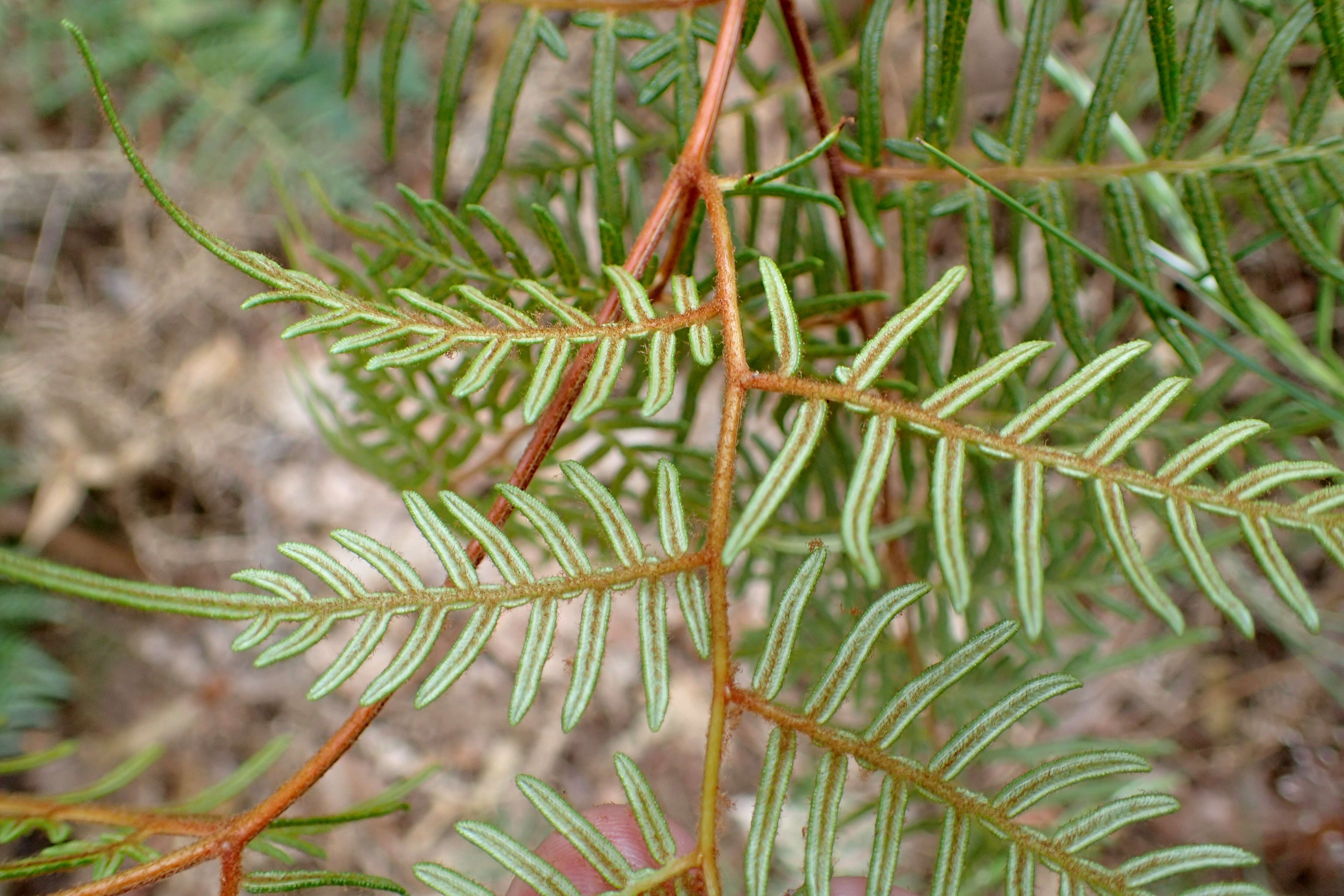 Image of Pteridium esculentum (G. Forst.) Nakai