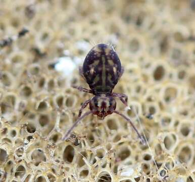 Image of Dicyrtomina minuta (Fabricius O 1783)