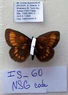 Erebia maurisius Esper 1800 resmi