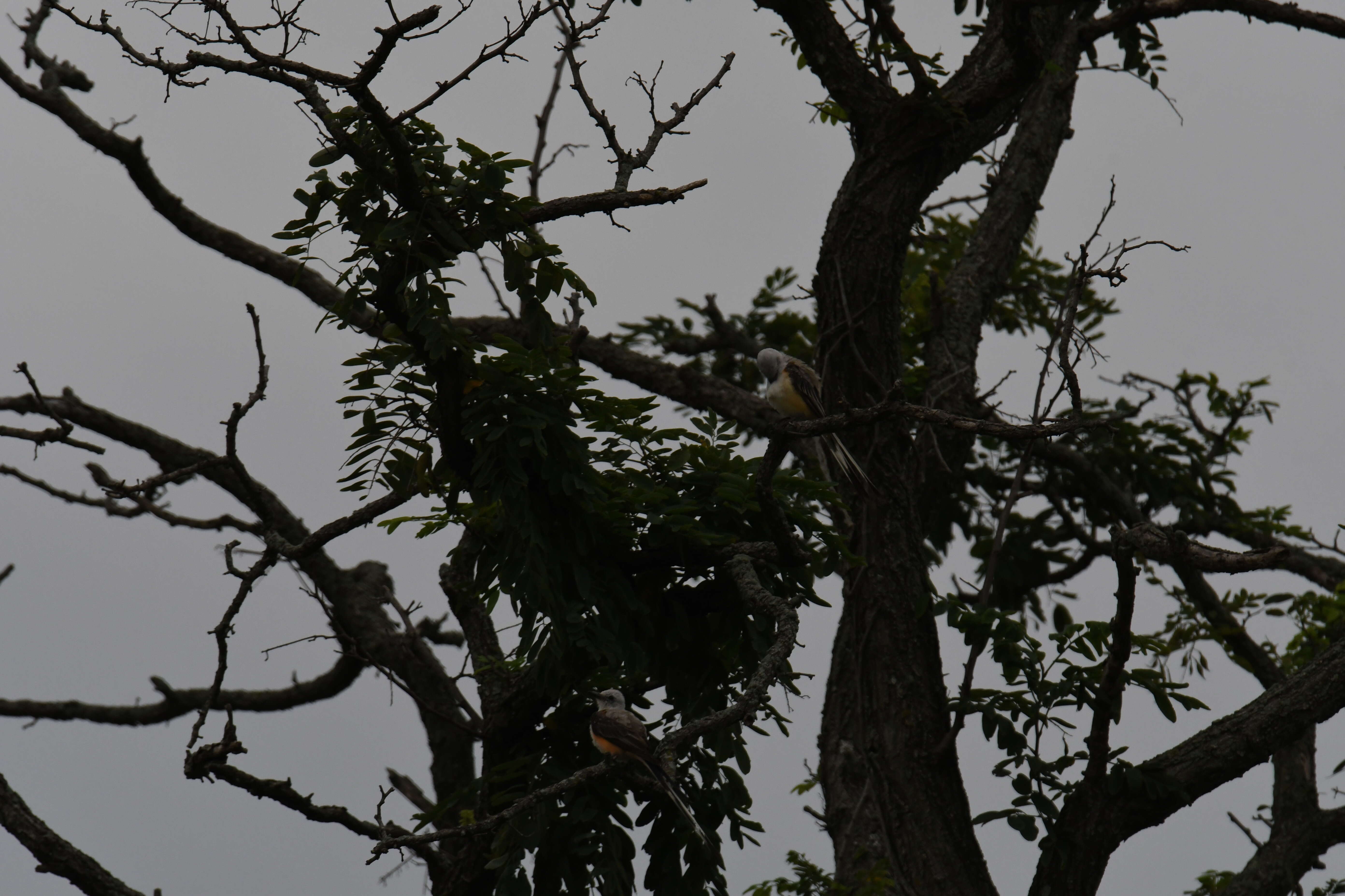 Image of Scissor-tailed Flycatcher