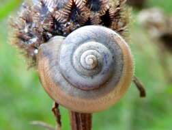 Image of Kentish gardensnail