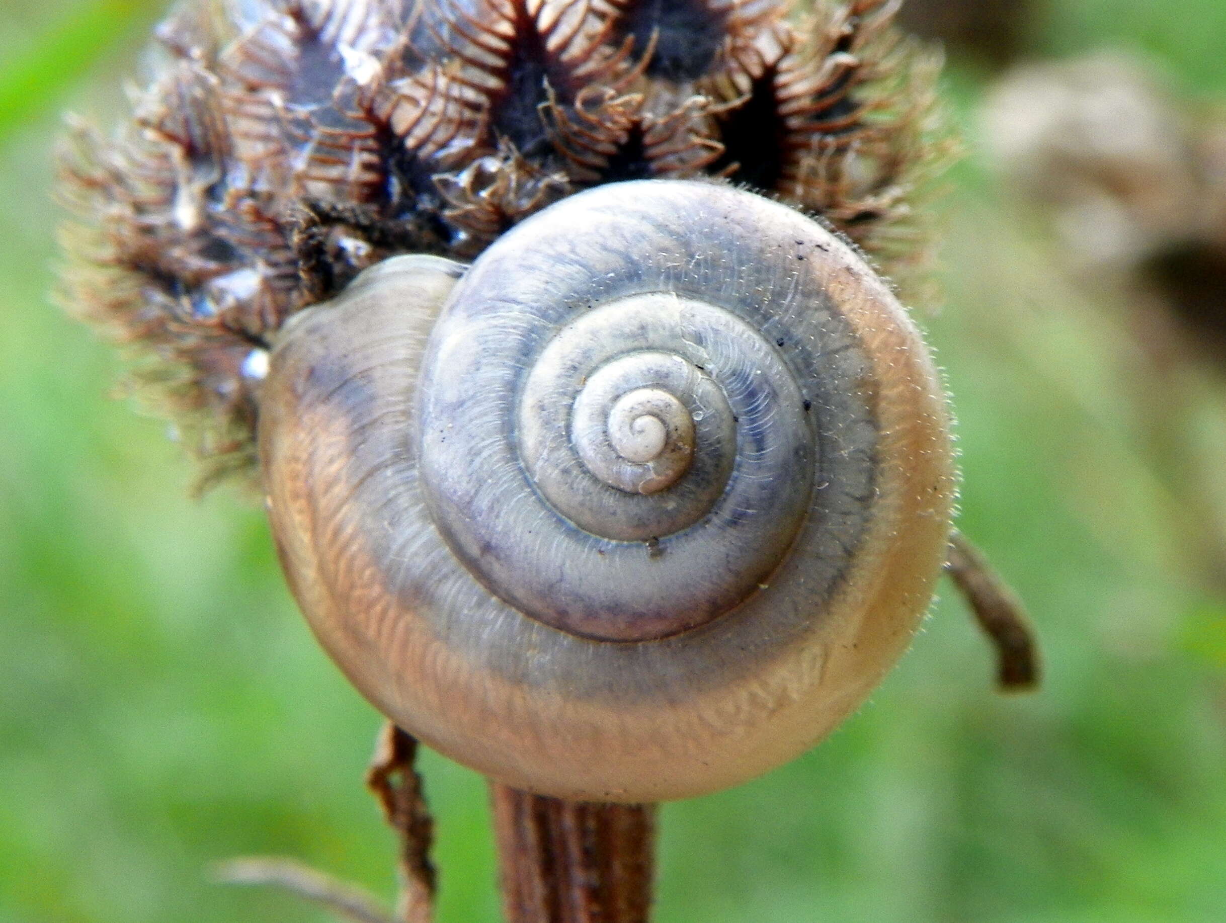 Image of Kentish gardensnail