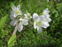 Plancia ëd Saxifraga granulata L.