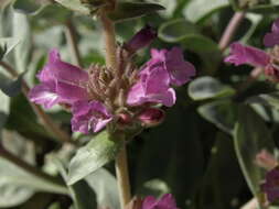 Image of Mono penstemon